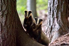 Dachs - Zum Vergroessern klicken!